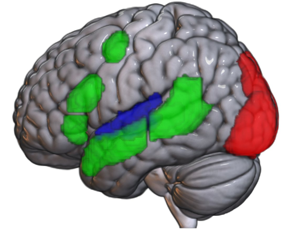 Brain tweet media