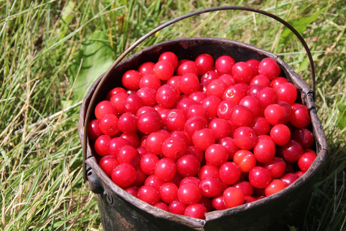 mydoorcounty's tweet photo. It's cherry season in Door County! 🍒 

Pick-Your-Own Orchards featuring tart and sweet varieties. 
https://t.co/13m6aoOVg2 https://t.co/mYnjT07Prd