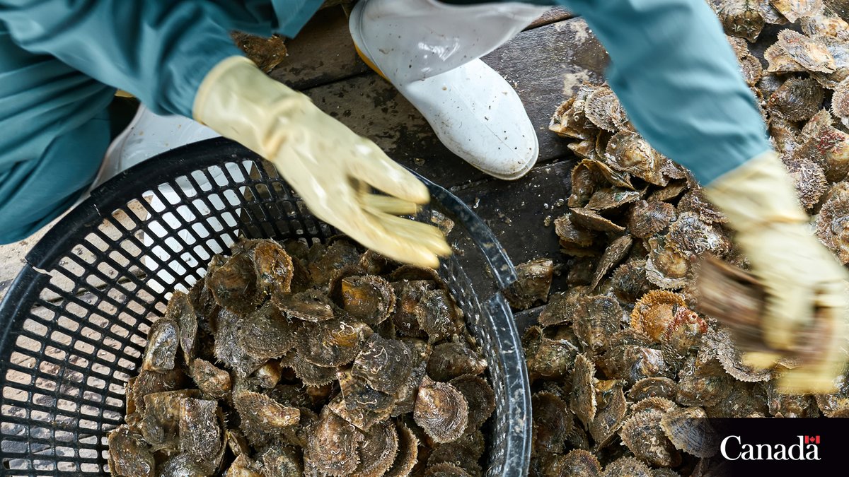 MPO_Pacifique's tweet photo. Le commerce de mollusques et de crustacés à partir d'une source non autorisée et non réglementée (sans permis) est illégal. 
https://t.co/YbQ0OHIofU https://t.co/aDEJbo6G4p