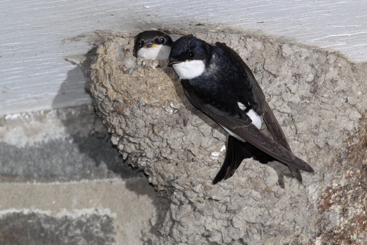 AsseneWayIero's tweet photo. Si estos días os encontráis algún vencejo o avión por la calle en el suelo no son capaces de volar desde allí, no bajan los padres a alimentarlos, podéis llamar al 112 y os ponen en contacto con agentes medioambientales para llevárselos
Ahora con el calor están cayendo muchos https://t.co/69HKtCXBks