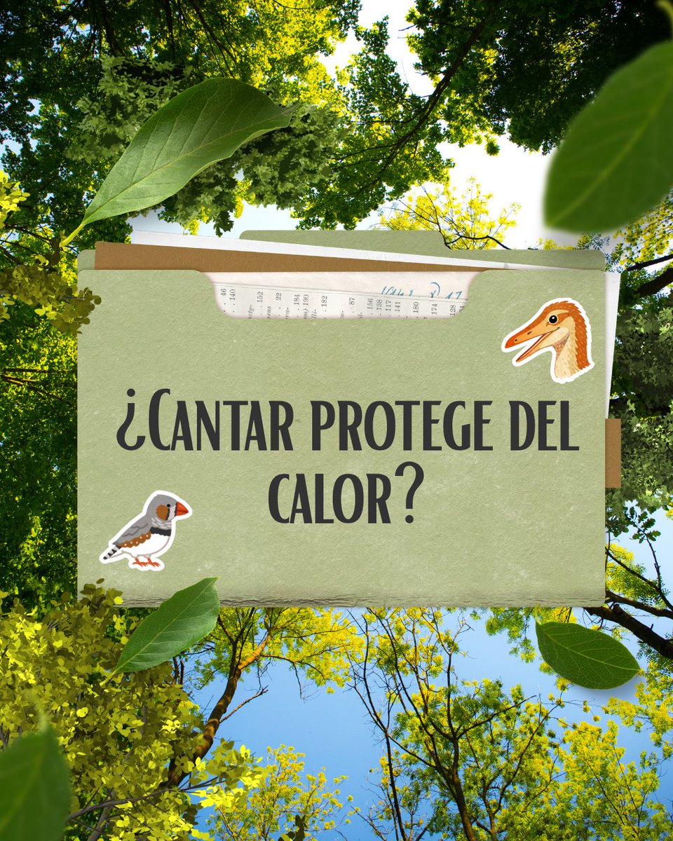 PaleoLogica's tweet photo. ¿Cantos que los embriones oyen dentro del huevo? Solo con ese estímulo acústico, los embriones de Taeniopygia guttata activan genes que protegen su cerebro del calor extremo. Una forma de programación anticipatoria clave para entender la adaptación al cambio climático. https://t.co/U7GKetDCHj