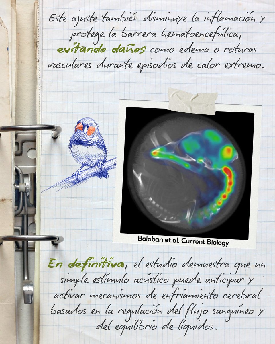 PaleoLogica's tweet photo. ¿Cantos que los embriones oyen dentro del huevo? Solo con ese estímulo acústico, los embriones de Taeniopygia guttata activan genes que protegen su cerebro del calor extremo. Una forma de programación anticipatoria clave para entender la adaptación al cambio climático. https://t.co/U7GKetDCHj