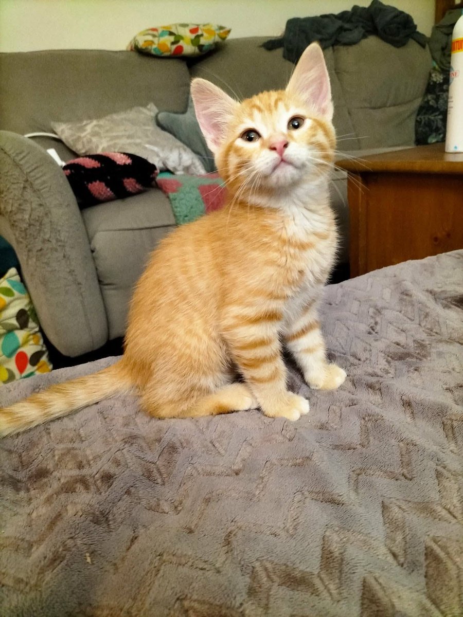 solicanin's tweet photo. Billie à l'adoption 🐾 

solicanin@gmail.com  

#chat #adoption https://t.co/ihp94a3fIt