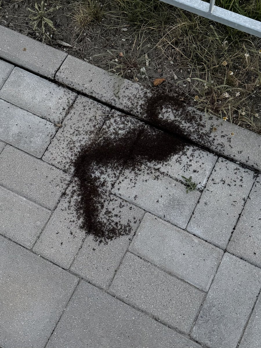 fifsbo's tweet photo. bunch of ants collectively identifying as a snake https://t.co/hYrniHZRaX