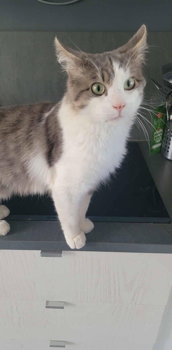 solicanin's tweet photo. Sylvestre à l'adoption 🐾 
solicanin@gmail.com  
#chat #adoption https://t.co/DCp2r88ai3