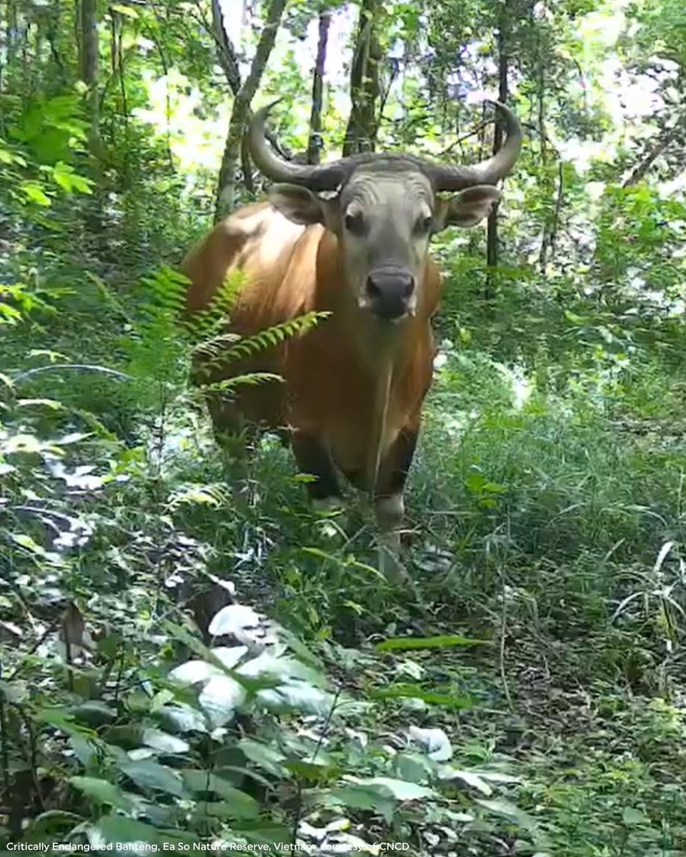 RainforestTrust tweet picture