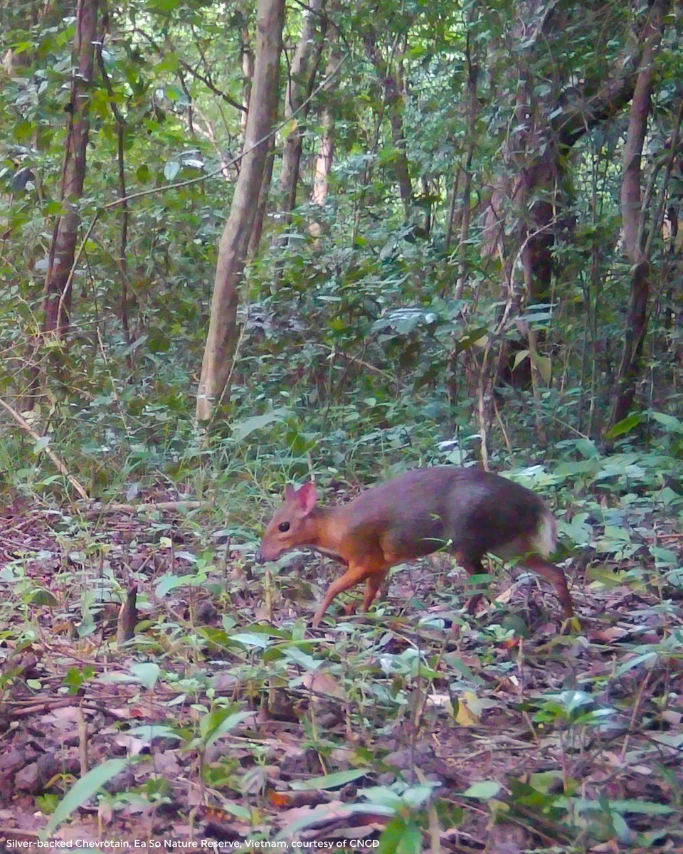 RainforestTrust tweet picture