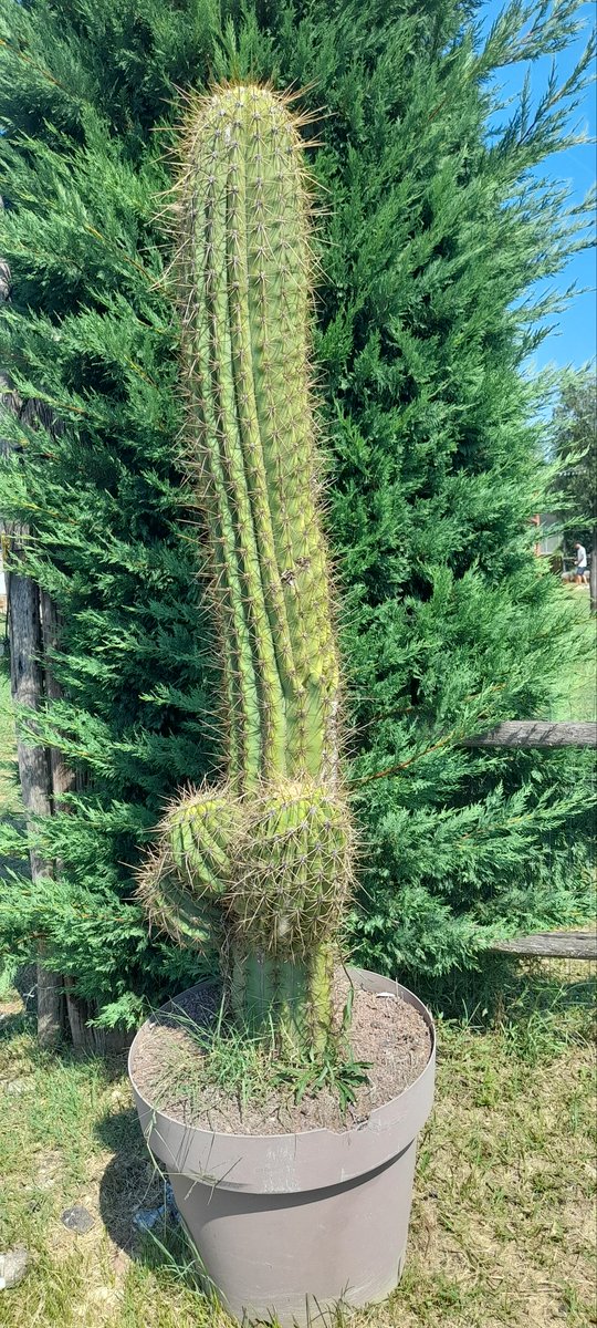 moroni_mario's tweet photo. #Cactus fascinum https://t.co/EP1gGmjT7q