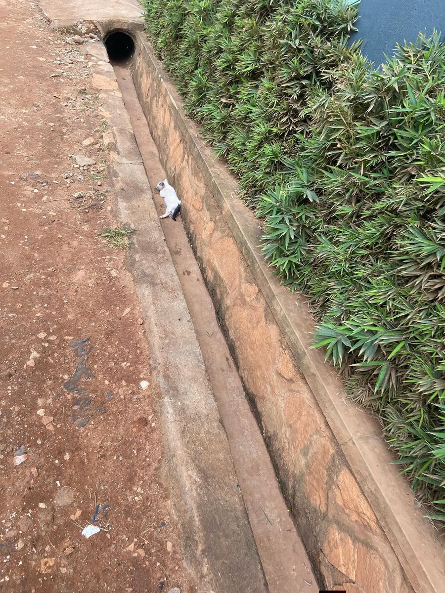 PAWSANIMALR's tweet photo. We got word about a kitten who had collapsed in a trench nearby, so off we went. We found this little boy limp and in pain, with a visible open wound on his back leg. He didn’t hiss or meow—just let me carry him without a fight.
Donate Link 👇 
https://t.co/zkNgmVxseB https://t.co/4RkLQNhw1G