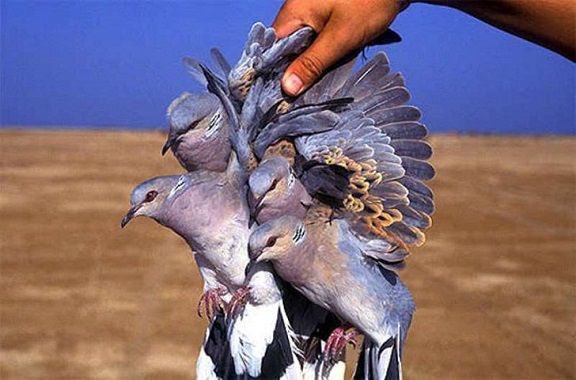 AdabOman's tweet photo. " أكثر الناس حرصاً على عدم إثارة الفزع في قلوب الطيور هو الصياد .. فلا تنخدعوا ! " https://t.co/pLX2holXMh