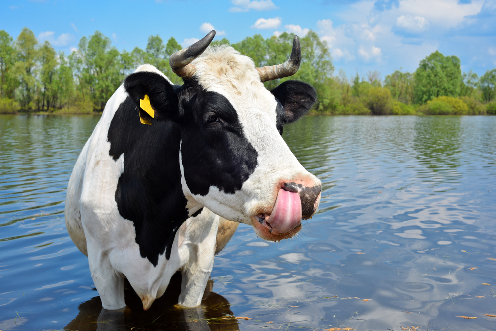 DairyRobot's tweet photo. Learn how Lely robots can help manage cow health during the hottest days this summer: https://t.co/1CvHUEjYg9 https://t.co/PCCeymxJgh