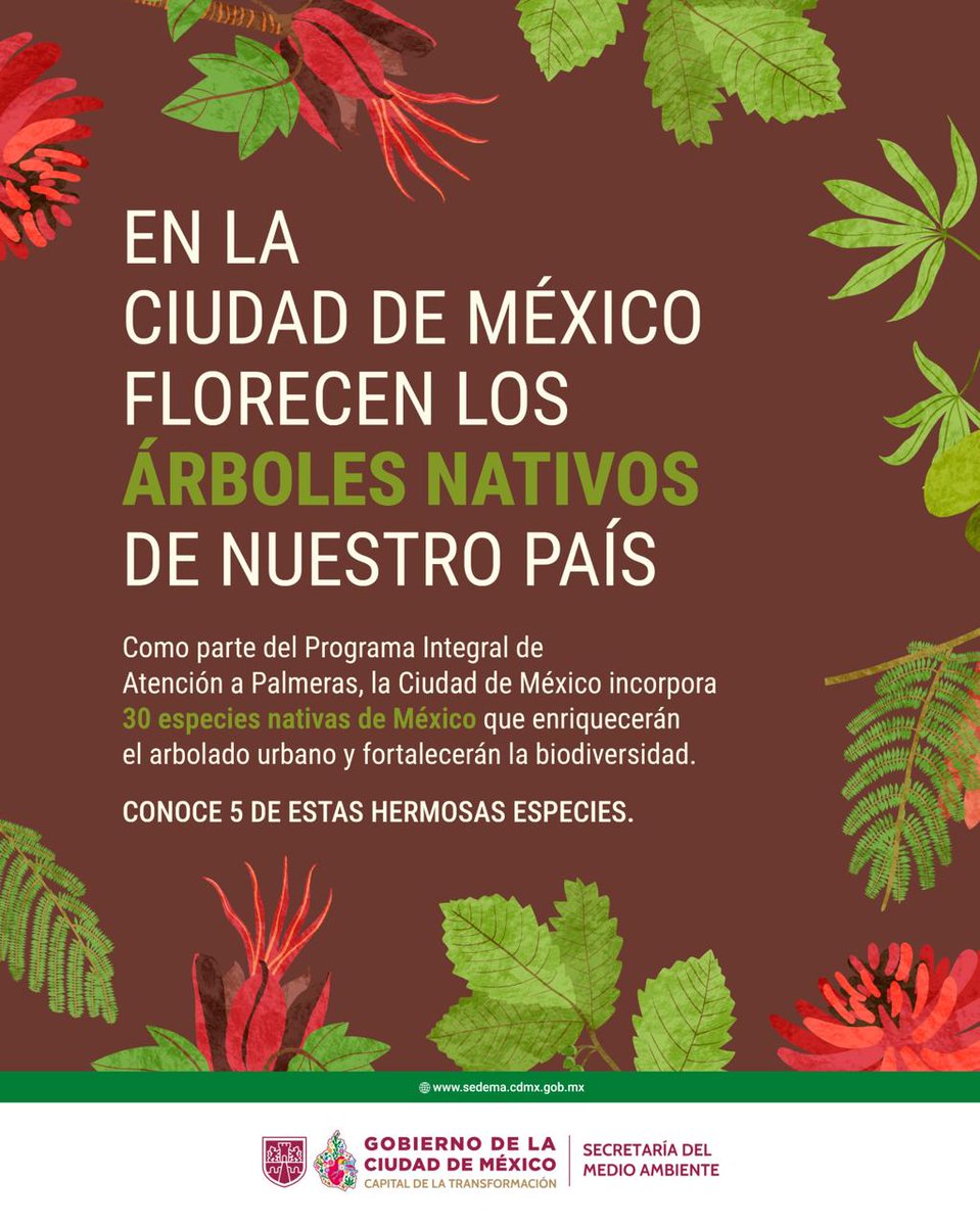 SEDEMA_CDMX's tweet photo. En el Día Nacional del Árbol celebramos a las especies nativas que dan vida a la Ciudad de México.

Como parte del Programa Integral de Atención a Palmeras, incorporamos 30 especies nativas de México para fortalecer la biodiversidad y enriquecer el arbolado urbano.

Conoce en este carrusel algunas de las especies que contribuyen a una ciudad más verde, resiliente y llena de vida.

1/6🧵