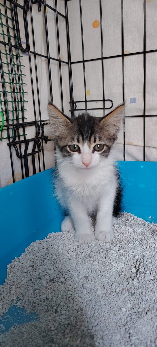AcofalX's tweet photo. URGENTE  ACOGIDA O ADOPCIÓN  para esta gatita casera de dos meses. En dónde está corre mucho peligro tiene que salir de allí ya. Es muy urgente para poder salvarla y que no acabe mal.

Es muy pequeñita, muy buena y cariñosa. Está sana, vacunada..
 Alicante  617 361 360 https://t.co/DnSQkuCxhq