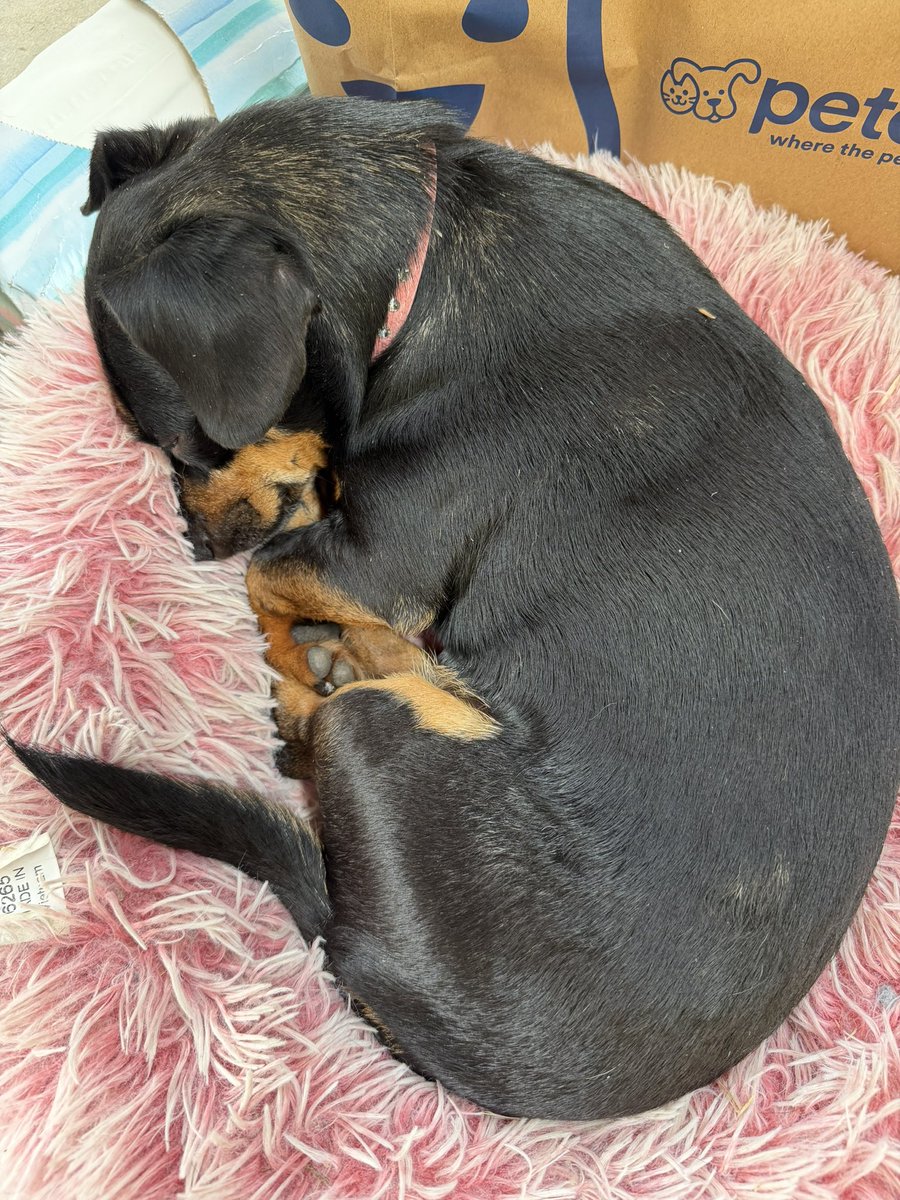 hoecevar's tweet photo. p sure if i got one of those pet trackers it would say cabbage sleeps for 20 hours per day https://t.co/aRiTtLtEyE