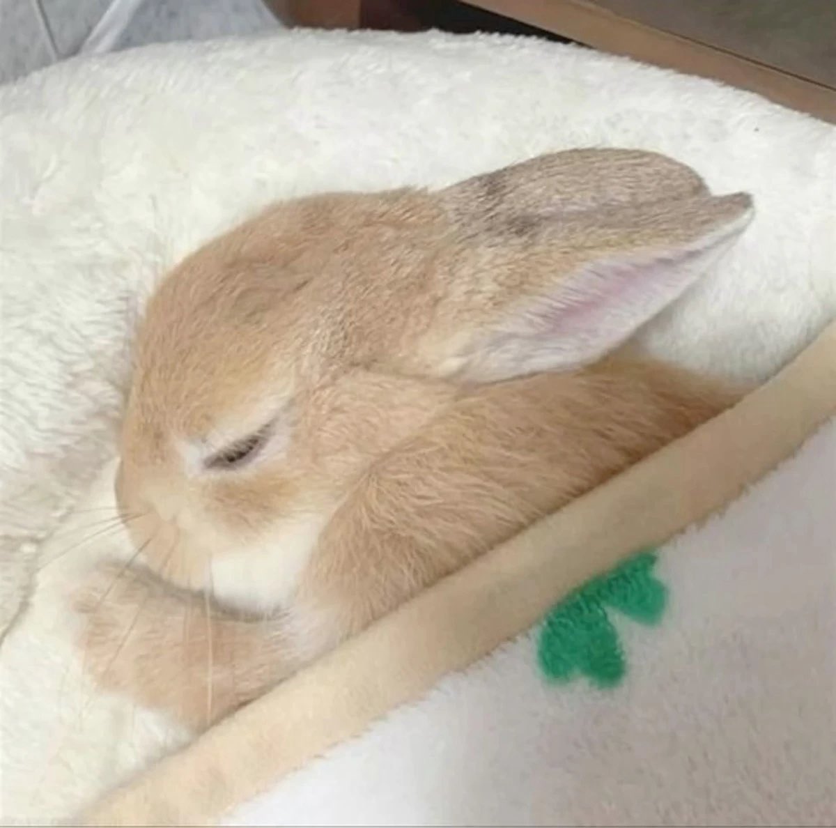 dependsnt's tweet photo. mimimi zzz https://t.co/rNRvaWvTVD