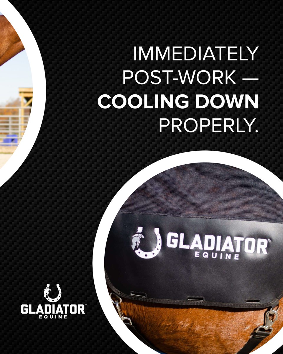 EquineGladiator's tweet photo. Recovery is not just rest.

What does a proper equine recovery routine actually look like? From post-work cooldown to daily maintenance, each step matters.

Swipe through this guide to build a routine your horse can feel.

Save and share with your barn. https://t.co/Oe0BT8cp7x
