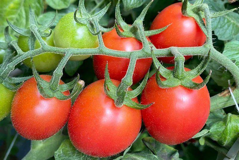 HelloNin's tweet photo. Just tried the new organic cherry tomatoes from local farms—bursting with sweet juiciness, no bland aftertaste at all! Perfect for summer salads https://t.co/lYlqTiyQJC