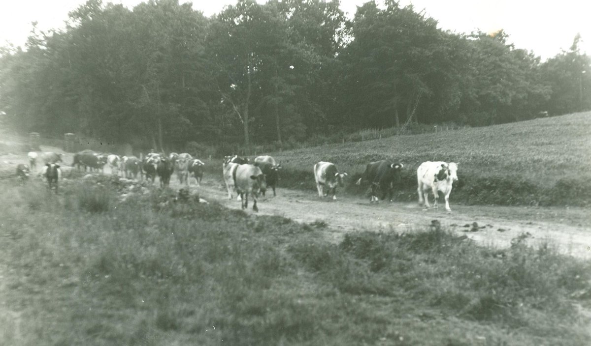 AFBI_NI's tweet photo. 🐄 Breeds have changed. Genetics have advanced. Nutrition, animal health and technology have transformed dairy farming. Yet at AFBI Hillsborough, cows still make the same journey from Maginess Hill to the milking parlour.
Discover more from our past: https://t.co/xooMXlzjoS https://t.co/mDWvfT0Mdi