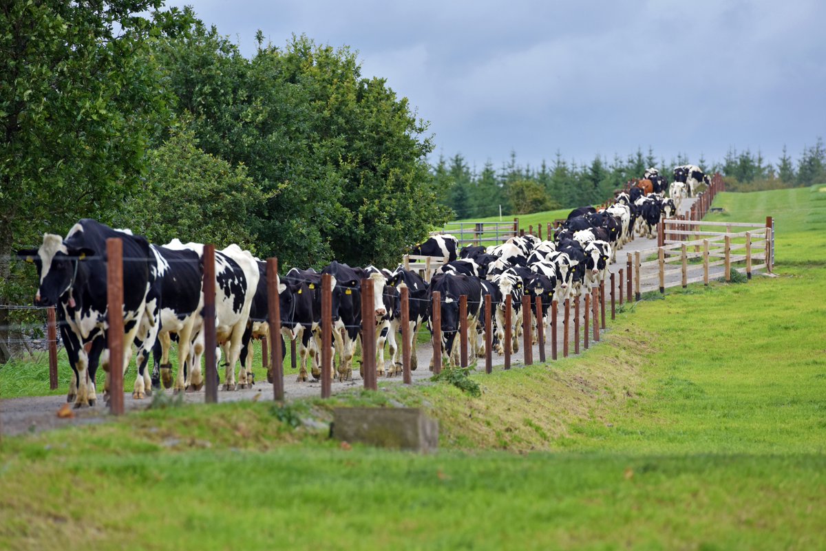 AFBI_NI's tweet photo. 🐄 Breeds have changed. Genetics have advanced. Nutrition, animal health and technology have transformed dairy farming. Yet at AFBI Hillsborough, cows still make the same journey from Maginess Hill to the milking parlour.
Discover more from our past: https://t.co/xooMXlzjoS https://t.co/mDWvfT0Mdi