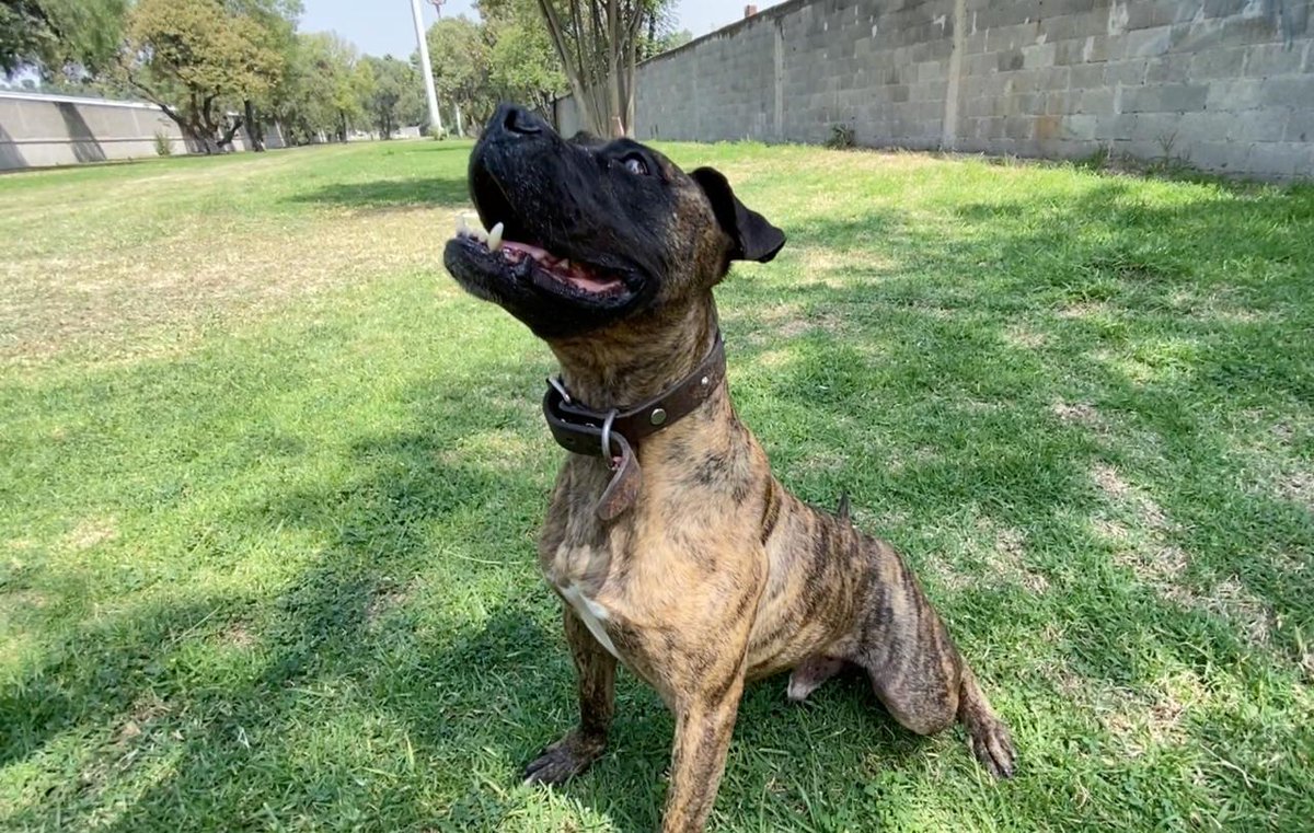 MetroCDMX's tweet photo. Sigue la cuenta oficial del #CTCDelMetro,@ctcdelmetro, para mantenerte informado de los perritos rescatados dentro de las instalaciones del Metro, los requisitos de adopción y los datos para realizar donaciones; nuestros peludos te lo agradecerán mucho. #AdoptaNoCompres #AUnMetroDeSuHogar 🐶🏡🐾