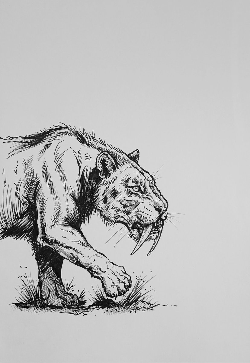 maohee's tweet photo. Homotherium: The Cursorial Hunter

#art #ink #inkdrawing #penandink #crosshatching #traditionalart #linework #blackandwhiteillustration #sketchbook
#homotherium #scimitartoothcat #paleoart #prehistoricpredator #pleistocene #wildlifeart #extinctanimals https://t.co/A9xT0IF5xG
