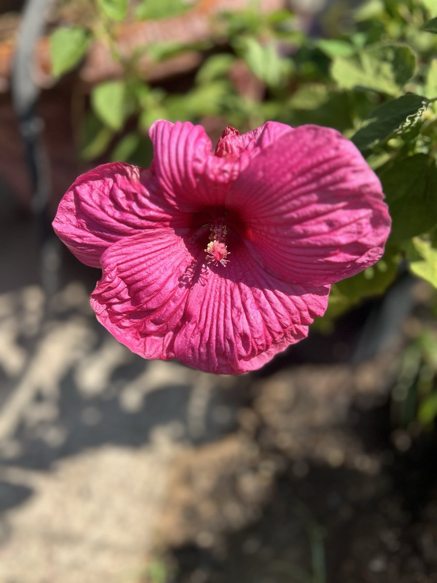 happyhenderson1's tweet photo. Morning garden https://t.co/f35Ga7lA1C