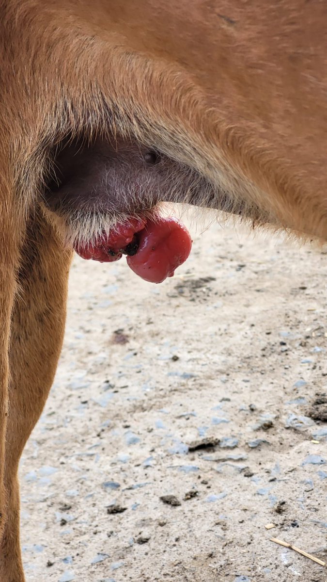 popisopi5's tweet photo. No support received
Both them dogs have CTVT tumours &amp; it's spreading while mating with other dogs.CTVT is usually treated with chemotherapy.I need your support to get them treated.4-5 chemo sess needed, it's expensive need urgent support
Please donate at https://t.co/yPuUBTvI9x https://t.co/Mj8zde7zSQ