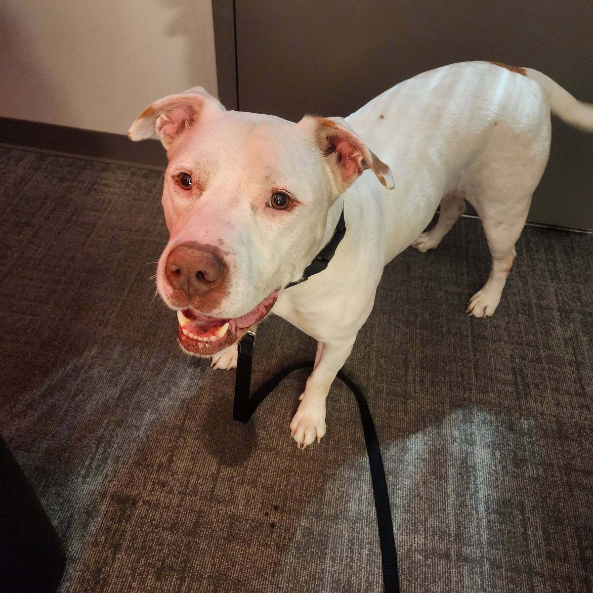 NEHumaneSociety's tweet photo. Tauro got to hang out with his friends over at channel 94.1 today and he had a great time! 🐶🎶 https://t.co/gTxVj3YvkR