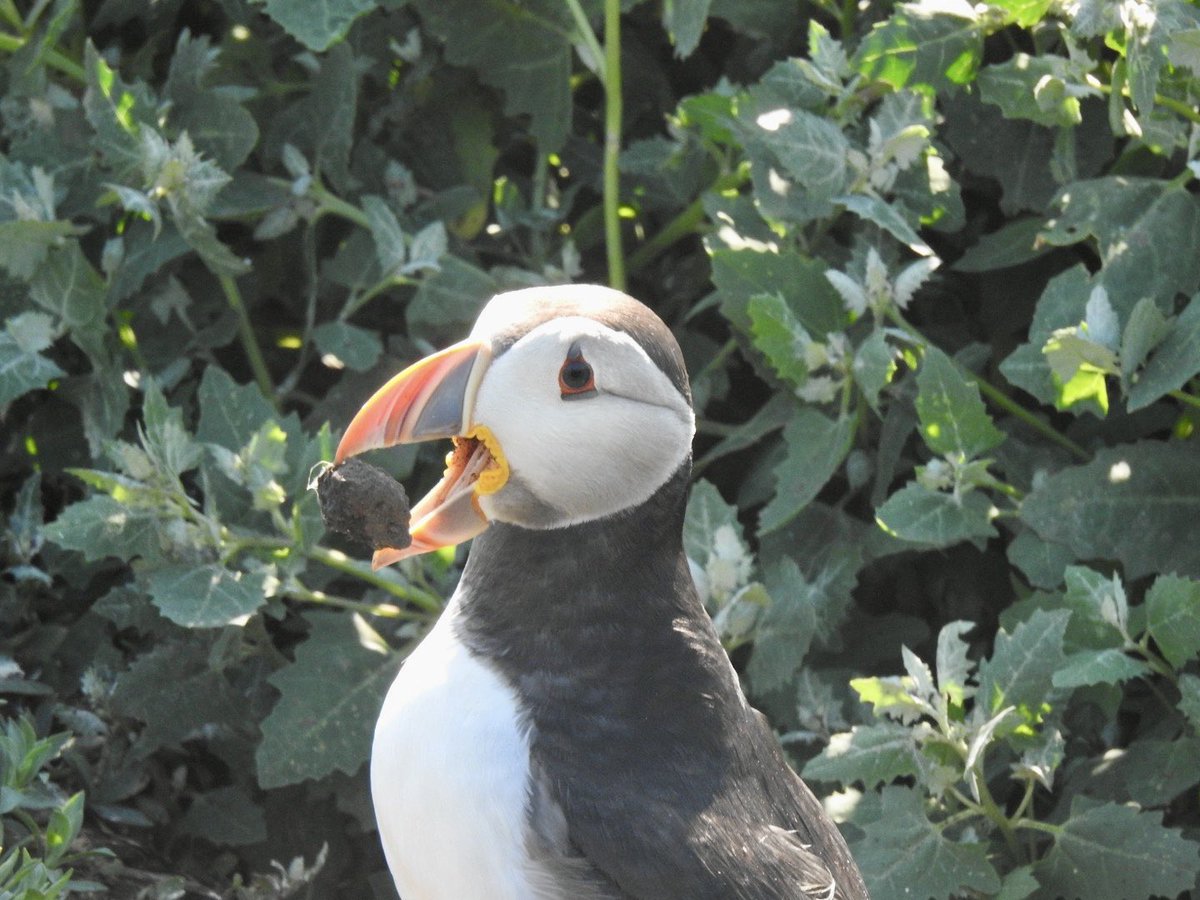 tutty352's tweet photo. Just puffins on Inner Farne today. https://t.co/Zgr1JA293S