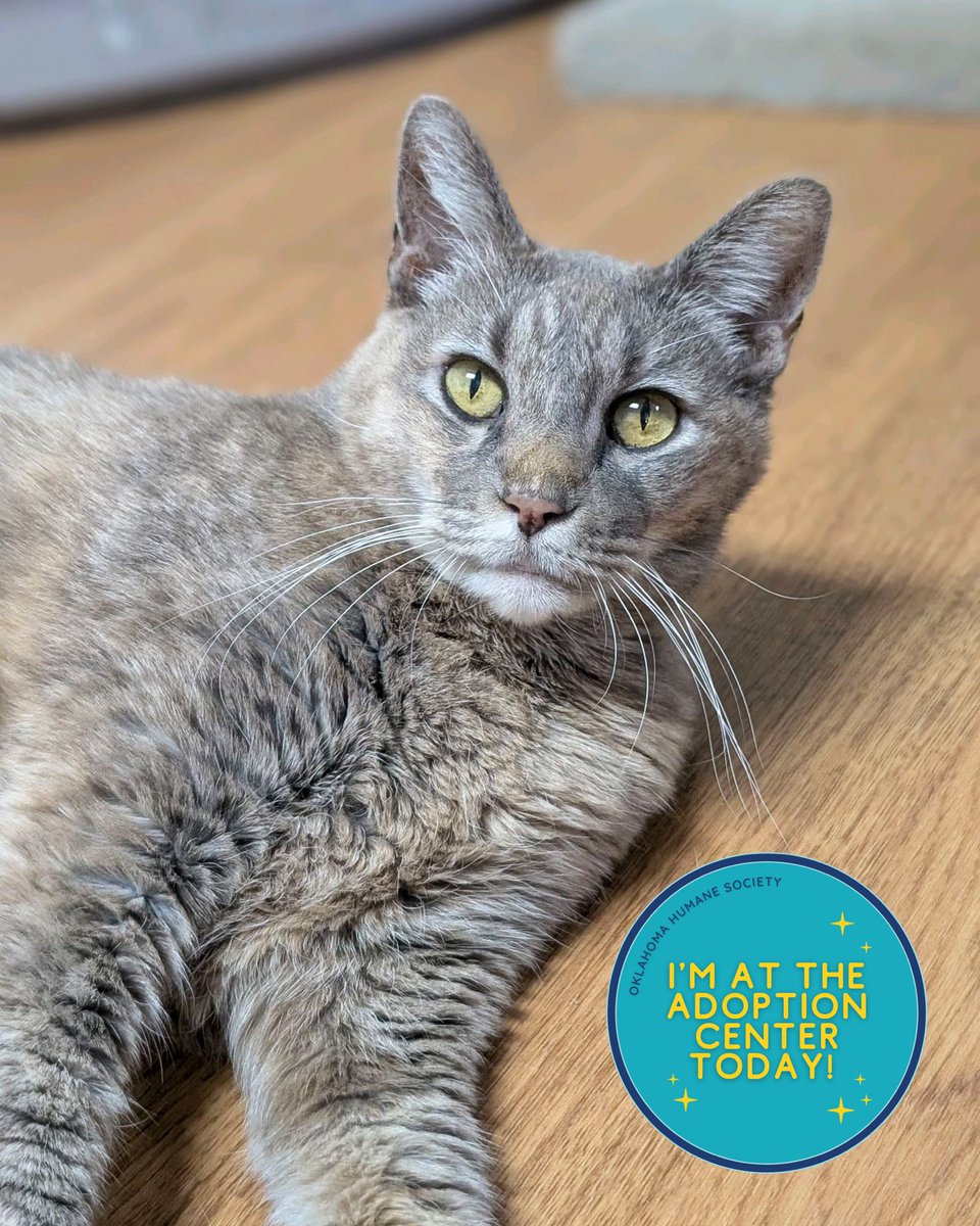 okhumane's tweet photo. Adopt Bessie! 
At 11 years young, Bessie is a sweet, cuddly senior who loves head scratches, cozy naps, &amp; spending time with her favorite people. She’s calm, affectionate, and ready to enjoy her golden years with a loving family. Visit OK Humane Tuesday–Sunday, 11 a.m.–6 p.m. https://t.co/q3ndTEBrQF