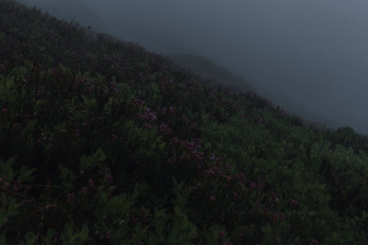 blodgrevinnen's tweet photo. somber idyll https://t.co/6TNatnUzzo