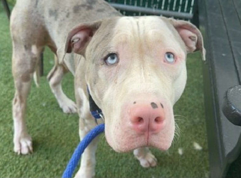 MorgFairsdogs's tweet photo. Brooklyn 258480
Kill Command
#NYCACC #RescueOnly
Getting Zero Chances!
He is a 10 mo old blue eyed boy
Has pyoderma 🚑
Has never been outside for walks
Social with kids in prev home
Pancakes and fearful on walks in care
Help save Brooklyn!
#Pledge4Rescue #foster #adopt https://t.co/sxvJs99aOI