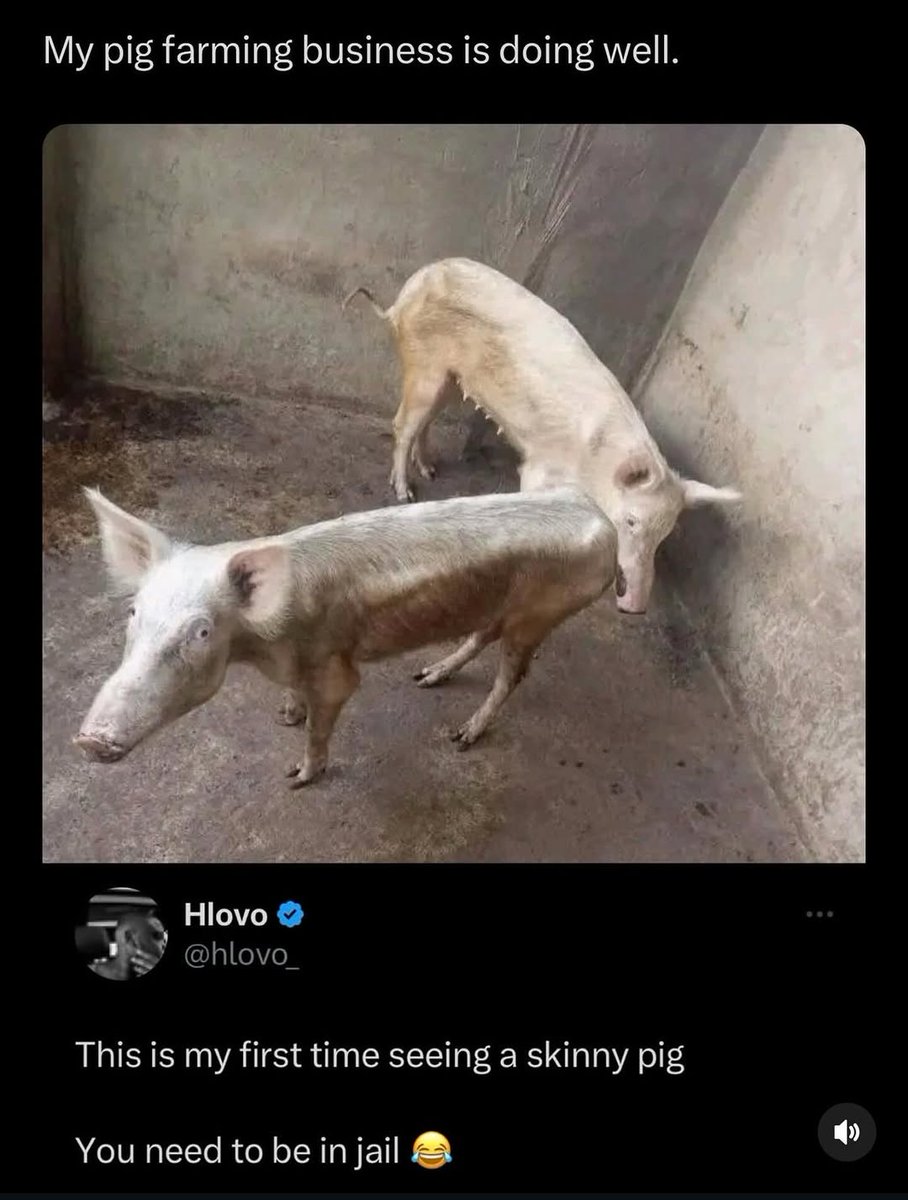 Memes tweet media