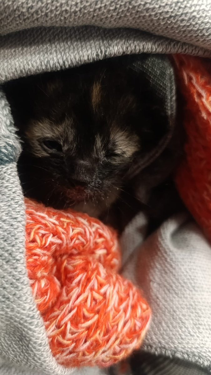 Ari_Arciniega6's tweet photo. Recuerdan a esta pequeña 🐈 abandonada en la calle , sus chillidos potentes delataron de su presencia , Muy hambrienta , Sigue dando batalla tiene muchos deseos de Vivir , si lo logra quién le adopte será un ser muy afortunado 🥰 
#adopcionresponsable #EdoMéx https://t.co/C0lIfdlG3R