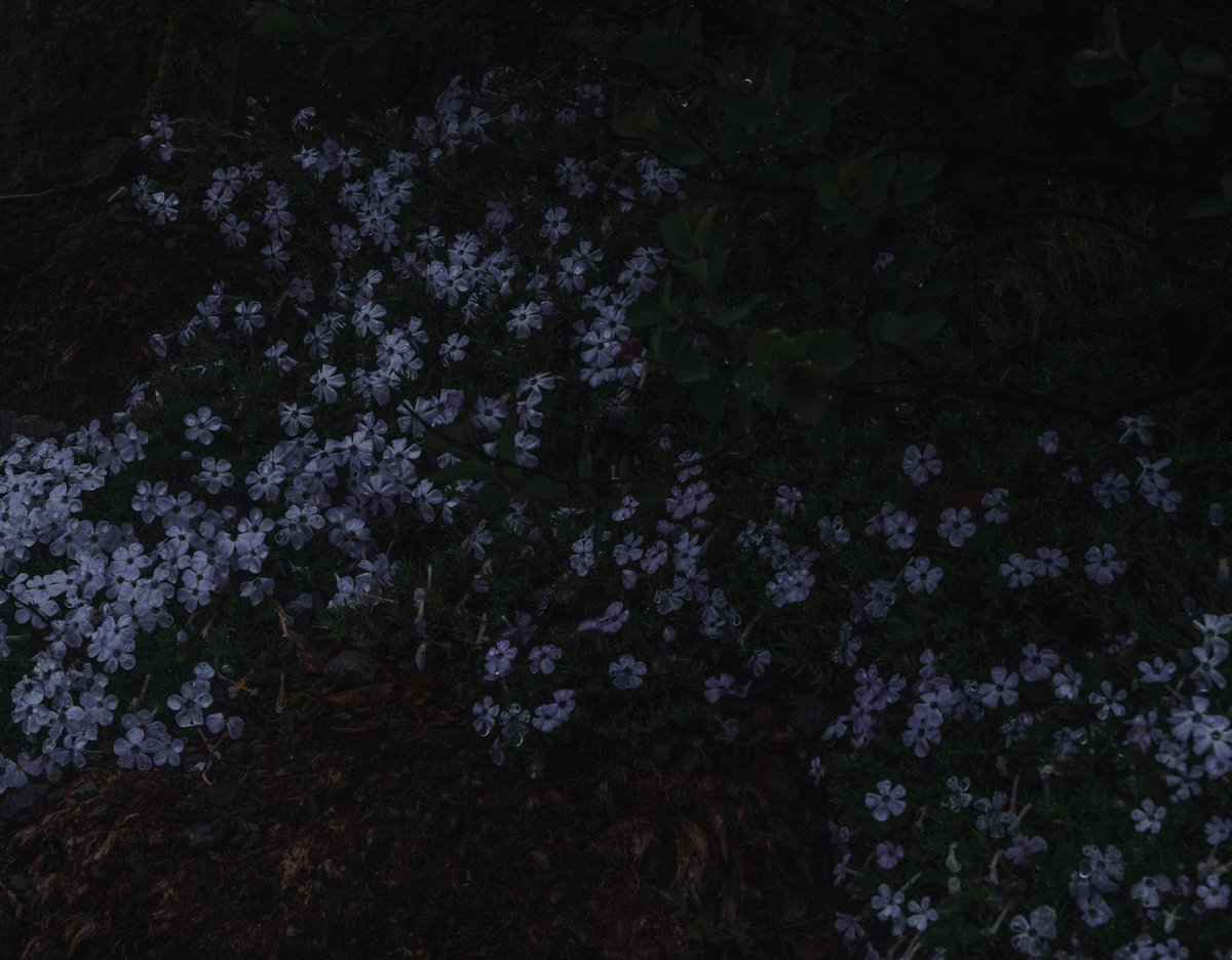 blodgrevinnen's tweet photo. somber idyll https://t.co/6TNatnUzzo