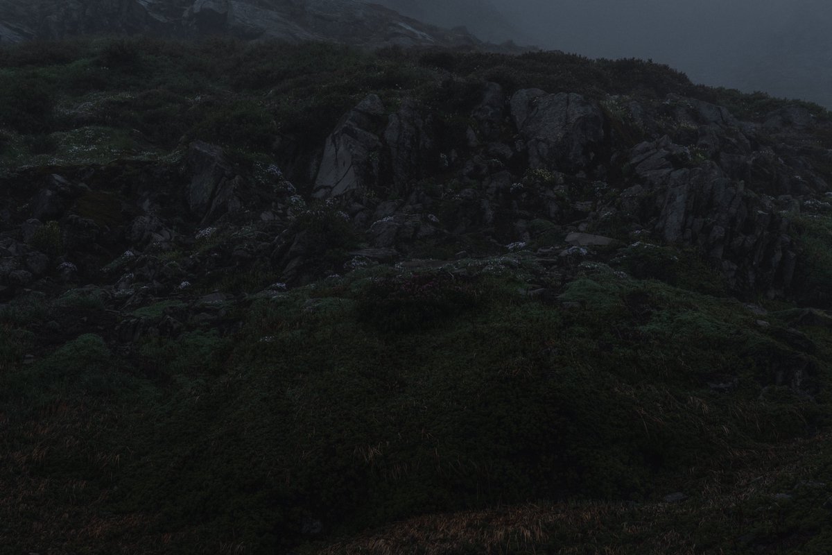 blodgrevinnen's tweet photo. somber idyll https://t.co/6TNatnUzzo