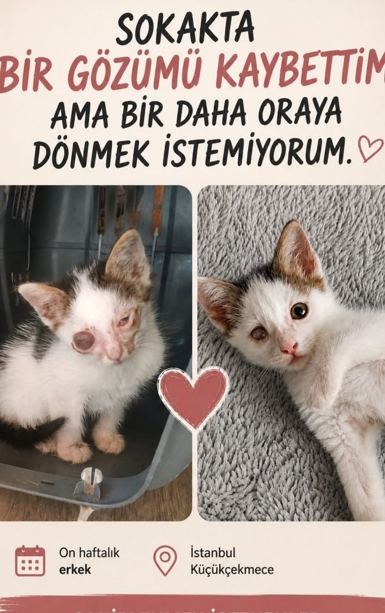 zllktlr's tweet photo. "Lütfen acil yuva Küçükçekmece'de  isteyen olursa kapısına kadar getiririm ona ayiracak  bir bahçeniz yokmu besleme bölgesine bırakılacak  iletişim 05318628997  https://t.co/2oWicFIIF6 https://t.co/vdom1oXQcd