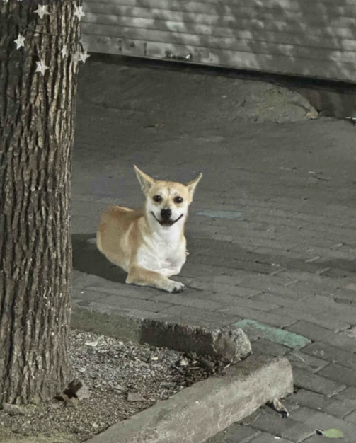 kclyy70's tweet photo. @NatureUnedited A dog I saw by the roadside, this is its smile https://t.co/hLKOKvNYvh
