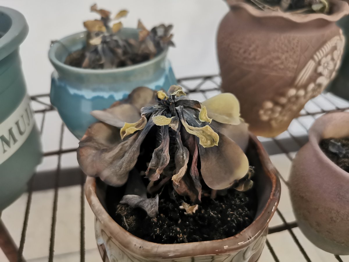lulZsec0815's tweet photo. Turned an old mason jar into a cute succulent planter—zero waste, full charm! https://t.co/LJWhoF0SxF
