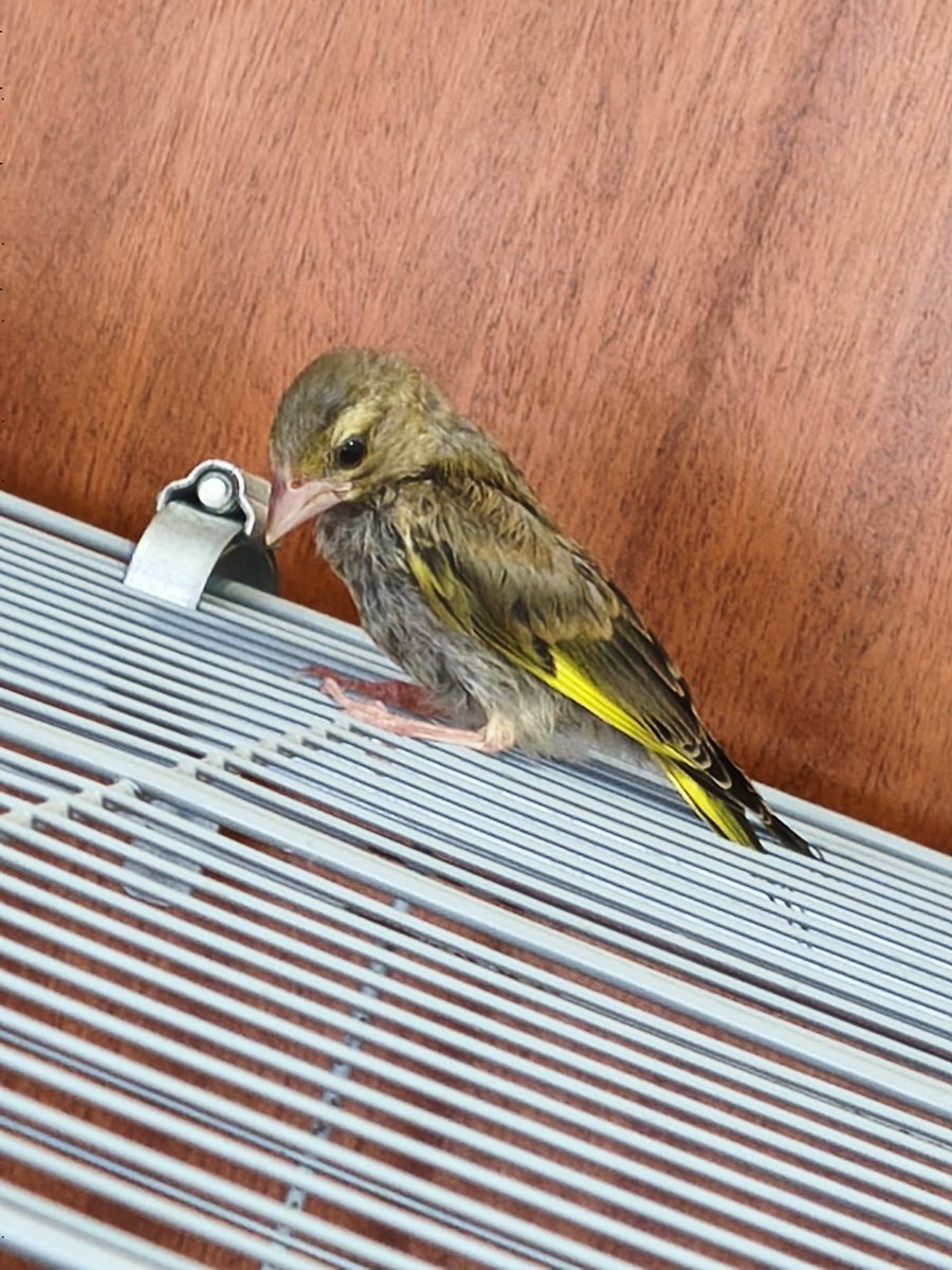 ChocotitaKawai's tweet photo. He esperado varios días para enseñaros como está el Verderón, el cambio es increíble 🥰
#Verderon #Aves https://t.co/0zSPmkaGUW