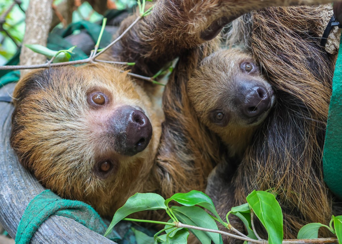 RWPZoo's tweet photo. The cutest selfie you will see all day 🦥 At nearly 9 months old, baby Quint continues to hang close to mom Fiona. Baby sloths typically hold onto mom until about a year old! https://t.co/tsKeaEg5du