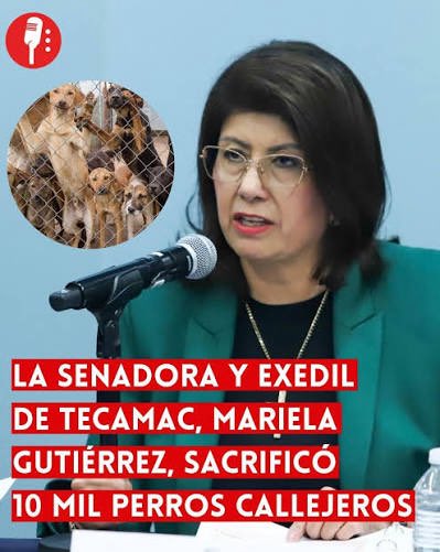 Mari953215's tweet photo. @mascotamx Una opinión tonta de un personaje tonto… 🙄pero y los que si hicieron la acción con total impunidad? Ahí que debería pasar? NADA justifica el maltrato animal https://t.co/6cOyMRAc6s