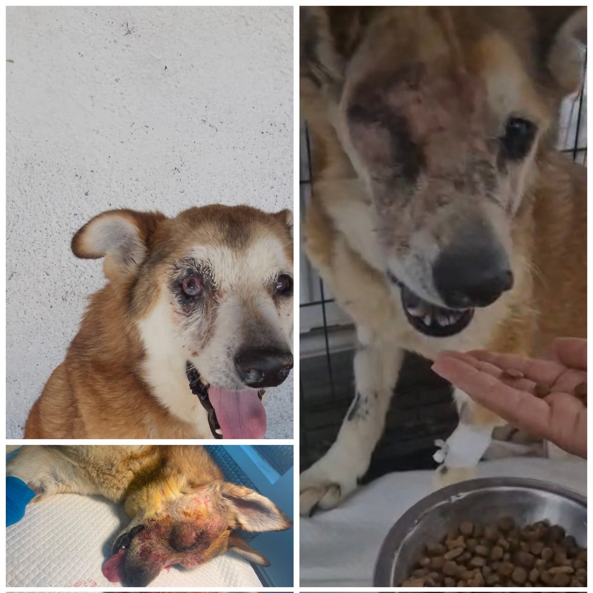 Paws2RescueUK's tweet photo. An older lady made contact because the dog she rescued from the streets needed eye surgery, and she had no money. Our Paws2Rescue vets operated and she is now in recovery. We will send her home with some bags of food too. Paws2Rescue, always happy to help the community, and this darling girl deserves to live a pain free life too.