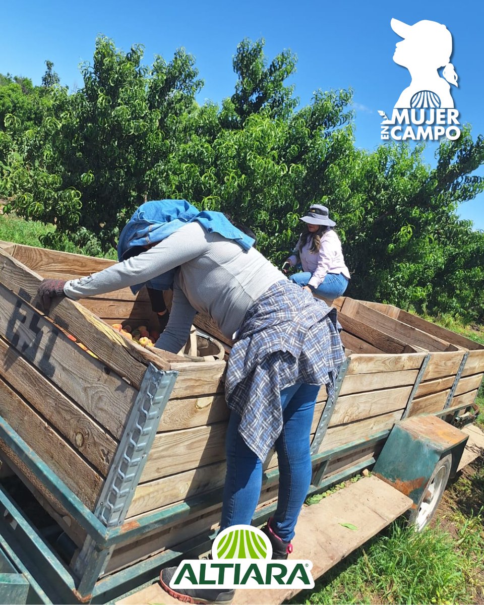 ALTIARAMX's tweet photo. 🌱💪 El crecimiento del campo también florece gracias al talento y la dedicación de las mujeres.
 
#MujerEnCampo #LiderazgoFemenino #CampoFuerte #OrgulloAgro #Altiara https://t.co/M9Xg04ML3t