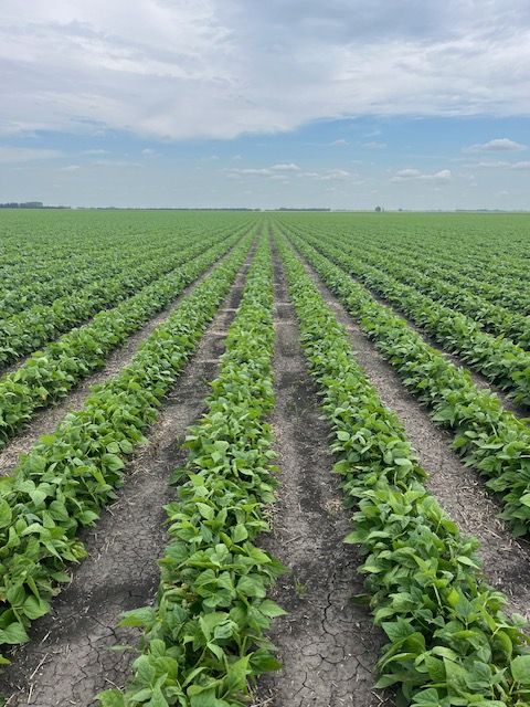 HDCWest's tweet photo. Navy beans near Miami, Manitoba are just starting to bud! π±
It's always exciting to see the crop reaching this stage. Looking healthy and making great progress.
#HensallCoop #ProudToBeFarmerOwned #NavyBeans #CropUpdate #CanAg https://t.co/HVA2Kv7LG1