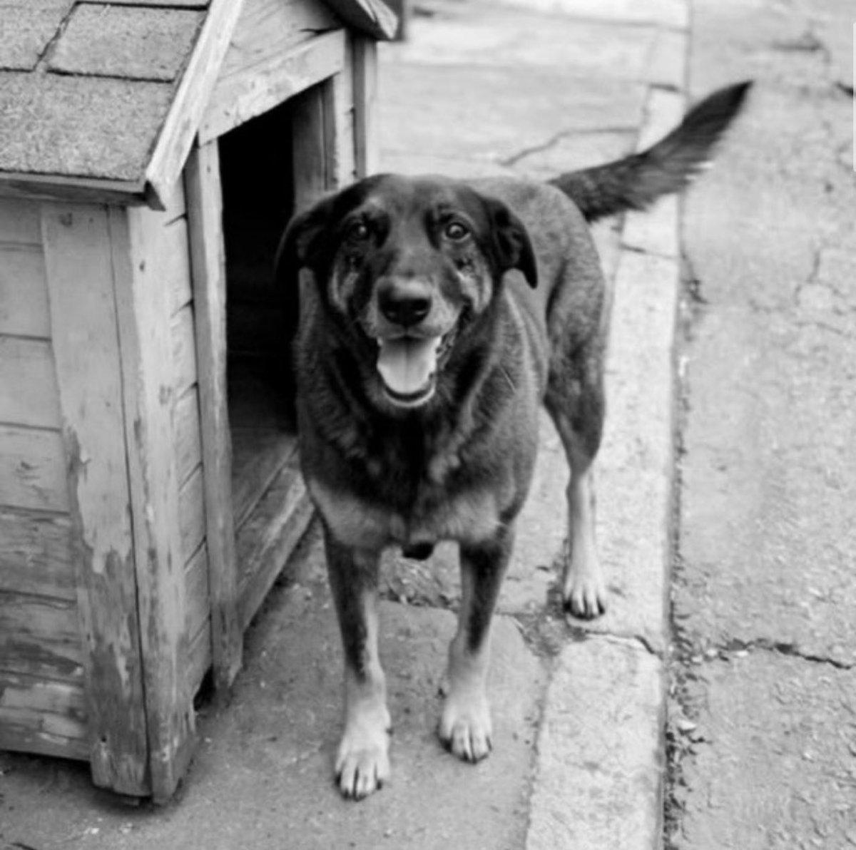 MarcoValverde72's tweet photo. Justiça pelo Orelha e por todos os animais vítimas da crueldade humana. A impunidade alimenta novos crimes. Denuncie qualquer caso de agressão e maus-tratos aos animais. 🐶

#JustiçaPorOrelha https://t.co/7EfxjCsWeT