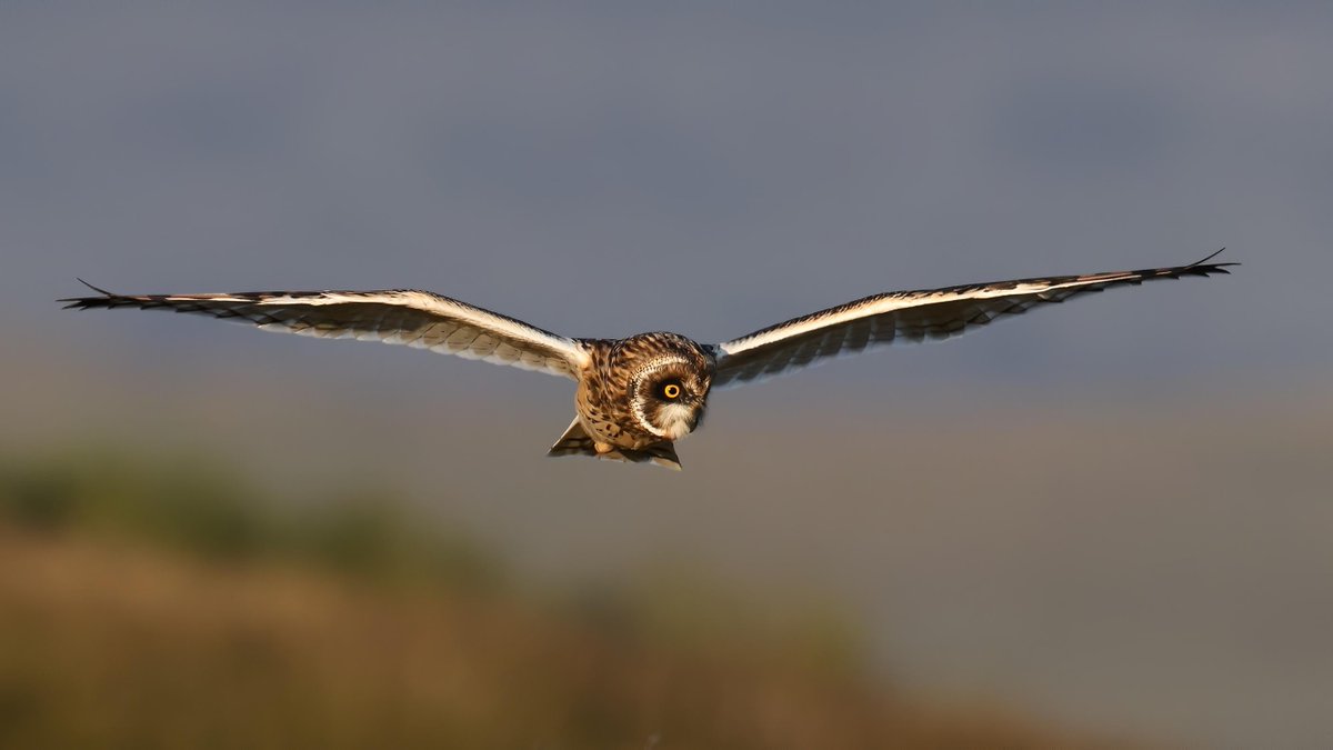 markyfullerton's tweet photo. A stunning Short-Eared Owl hunting as the sun was setting up on the Durham moors yesterday evening @NewNature_Mag  @WildlifeMag https://t.co/ruQ15APEyg
