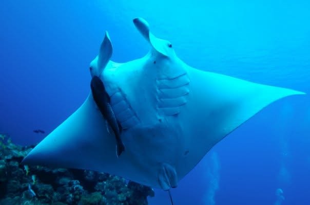 NOAA's Flower Garden Banks Natl Marine Sanctuary tweet media