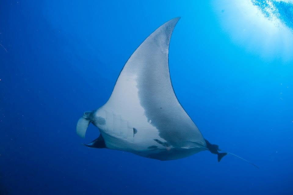 NOAA's Flower Garden Banks Natl Marine Sanctuary tweet media