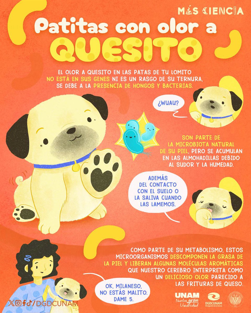 DGDCUNAM's tweet photo. ¿A qué se debe ese olor a quesito?

Terminas de leer este post y sales corriendo a comprobar si las patitas de tu perro huelen a frituras de queso.

Contenido en colaboración con la @FMVZUNAM 
#MásCiencia https://t.co/Go8hTIk3JH
